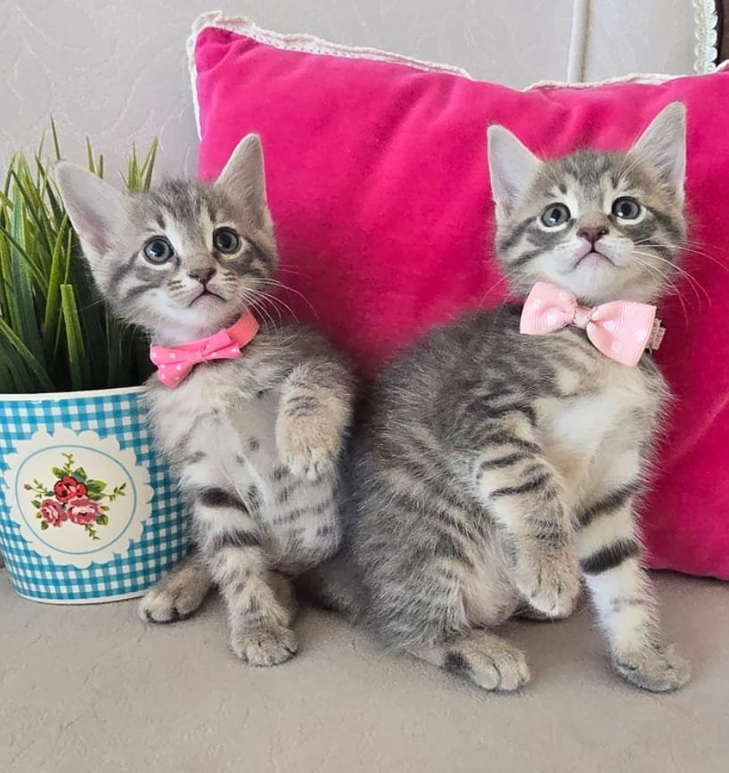 patisu - Sahiplenme İlanı